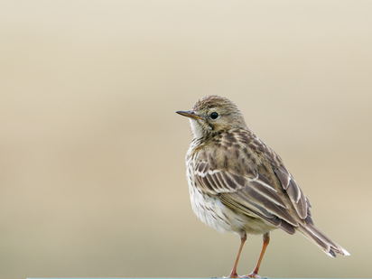 Thumbnail of Meadow Pipit